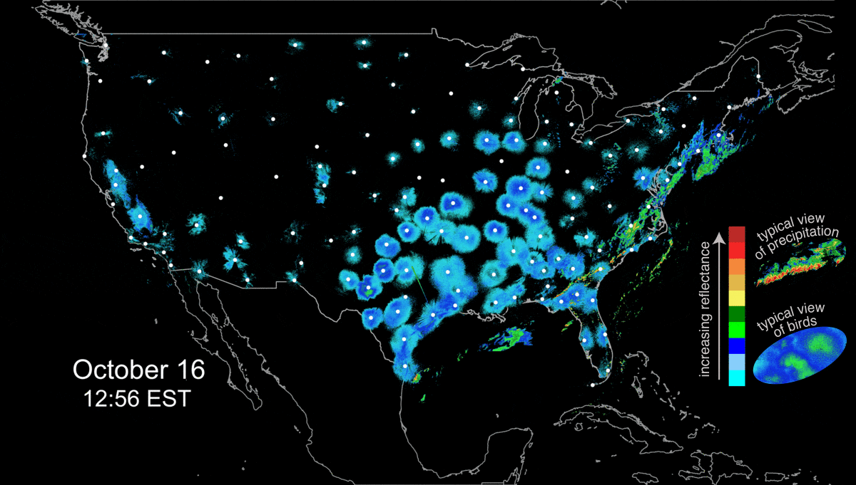 A radar map of the U.S. showing blue circles emerging,
representing large flocks of birds flying at night.
