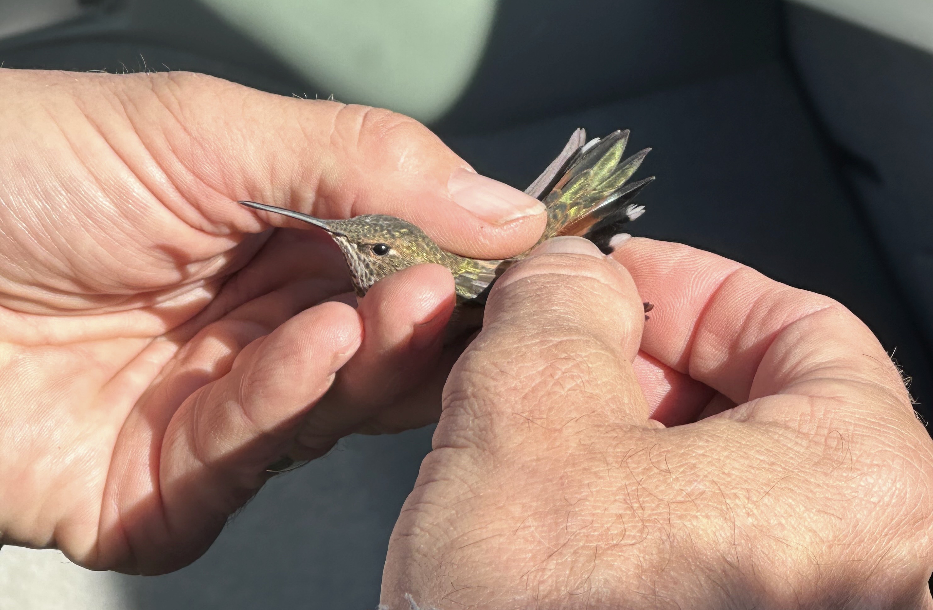 An Rufous Hummingbird in a human hand, getting banded.